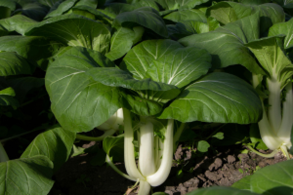Superfood Superfood