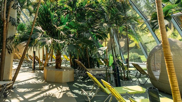 Liegen und Palmen im Bereich Galaxy Relax 