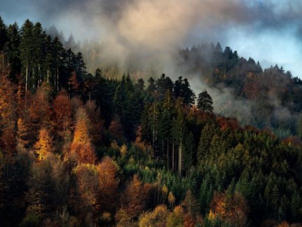 Schwarzwald