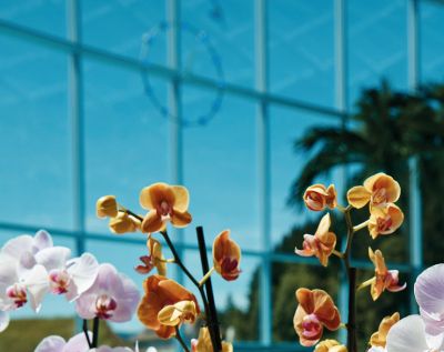 Erholungswelt mit echten Palmen und Orchideen